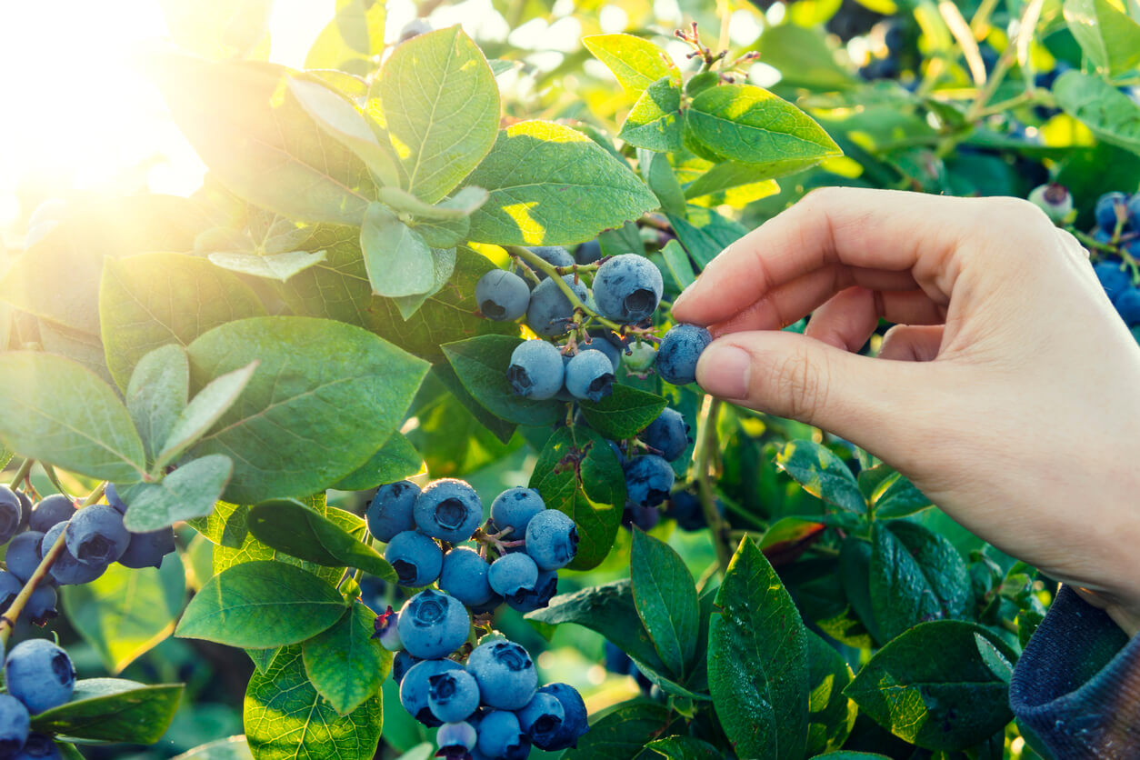 Gardener picking ripe blueberries.