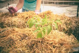 Got Bad Soil? Create Straw Bale Gardens Instead
