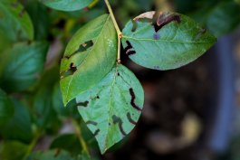 Dealing with Blueberry Pests