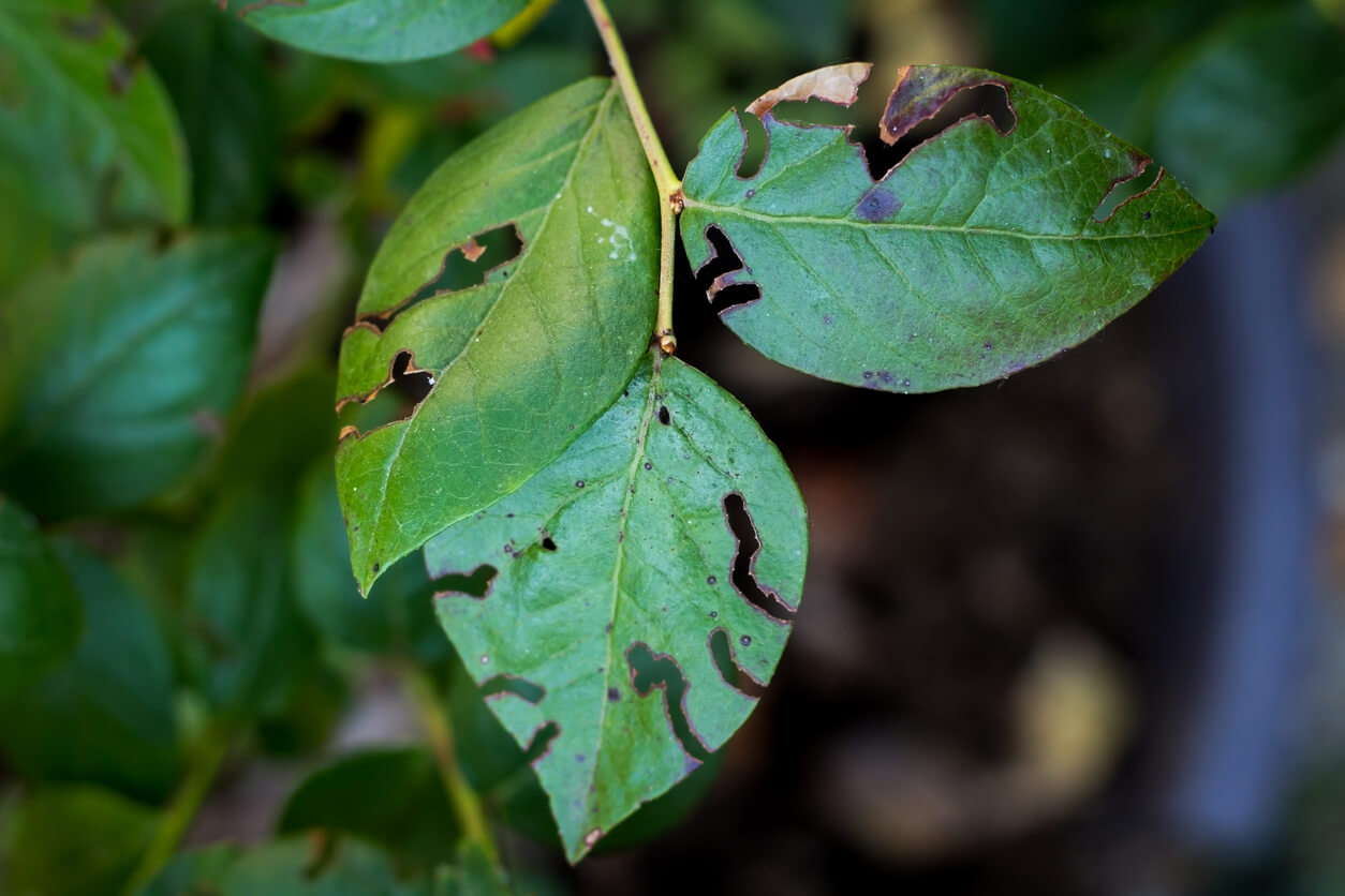 Leaves of blueberry plant damaged by pests.