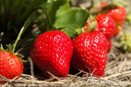 The 10 Best Strawberries To Grow