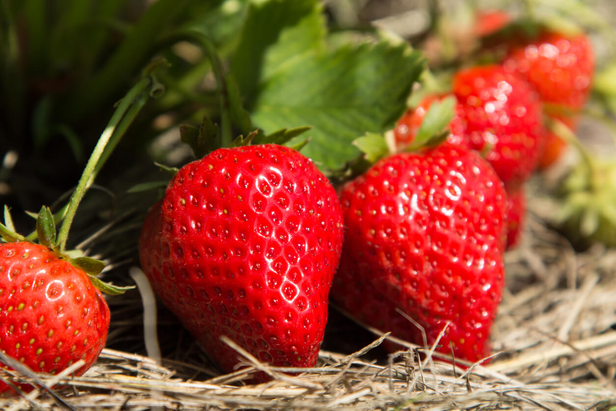 Red and ripe strawberries in the garden