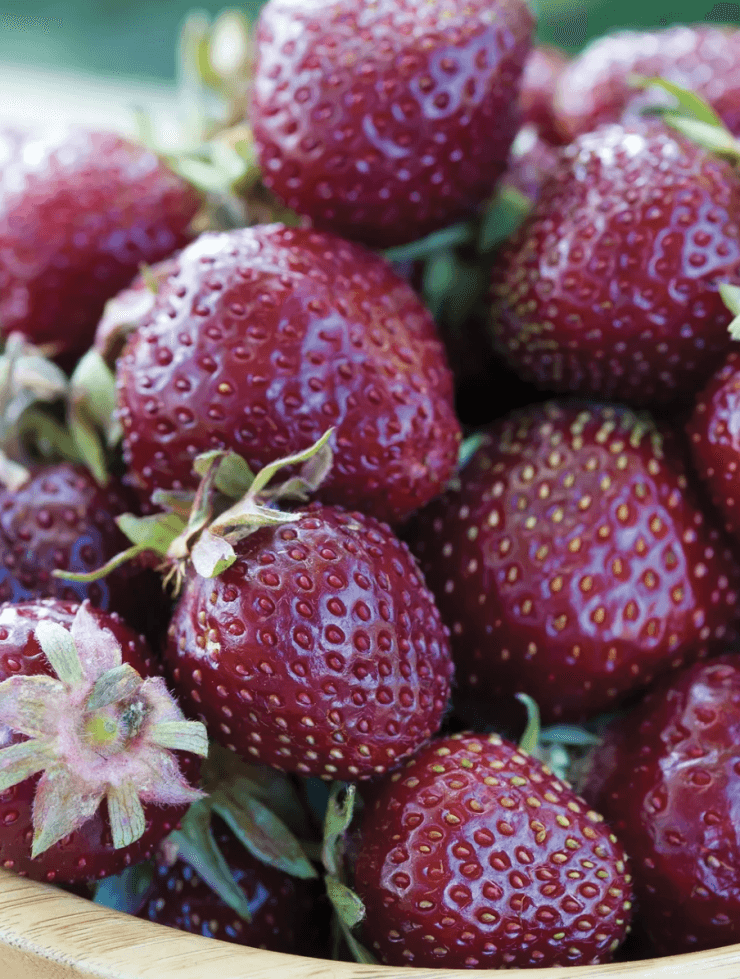 The 10 Best Strawberries To Grow Food Gardening Network