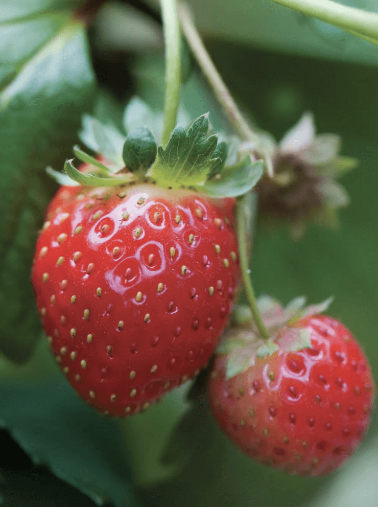Mara De Bois Strawberry
