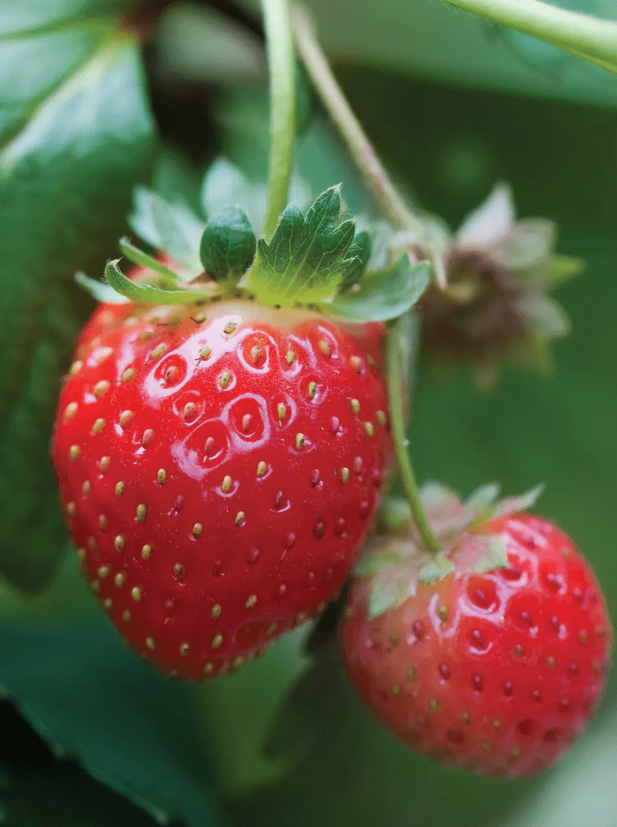 The 10 Best Strawberries To Grow Food Gardening Network