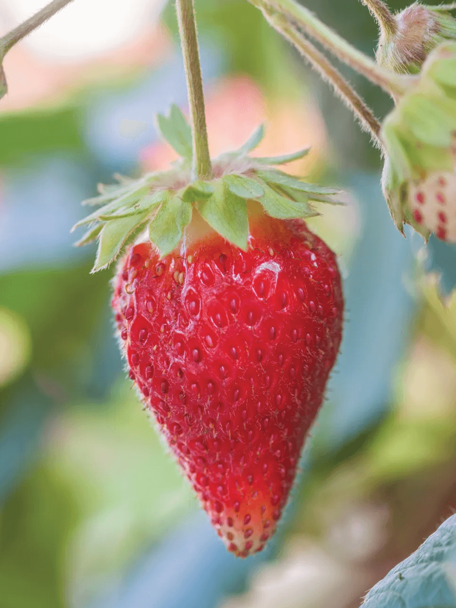 The 10 Best Strawberries To Grow Food Gardening Network