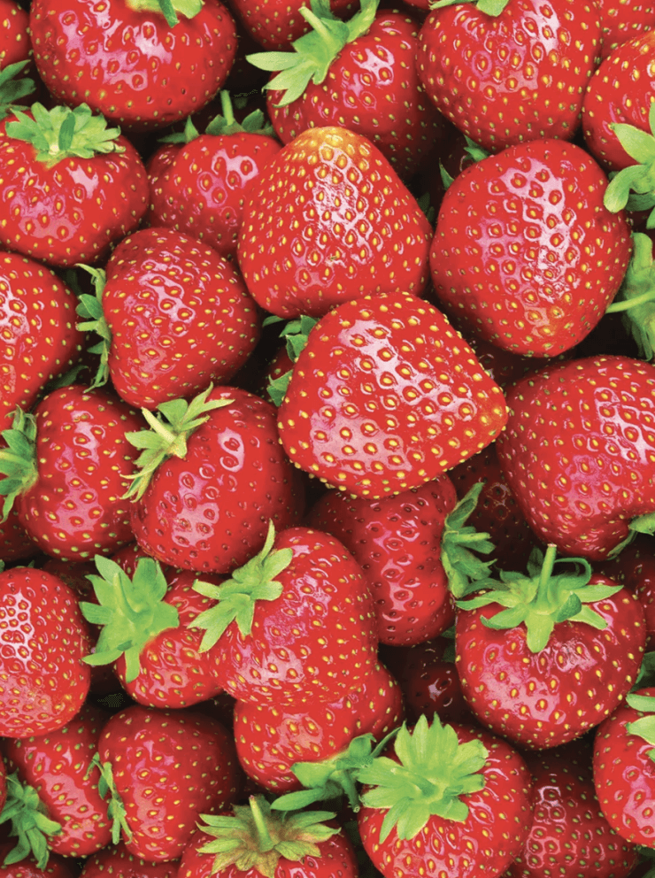 Eversweet Strawberries