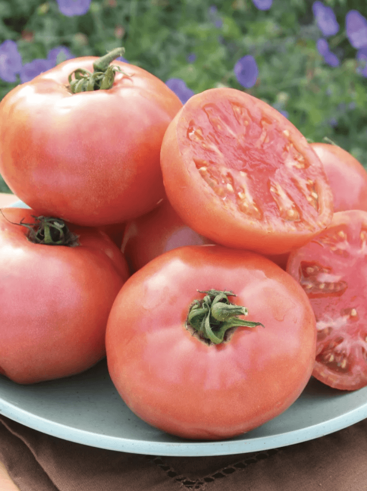 The 15 Best Beefsteak Tomatoes To Grow in 2023 - Food Gardening