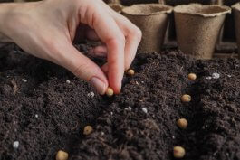 3 Seed Sowing Methods to Start Your Garden Off Right