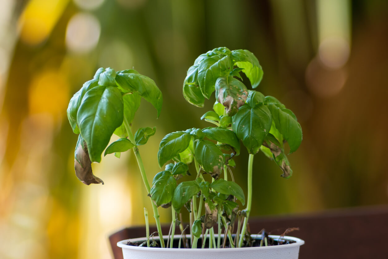 Small pot with a dying Basil plant in day light shallow depth of field