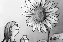 A Four-Year-Old’s Sunflower