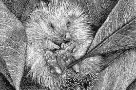 Home for a Hedgehog