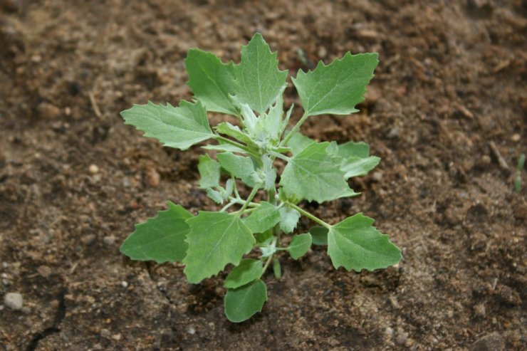 what do weeds tell you about your soil