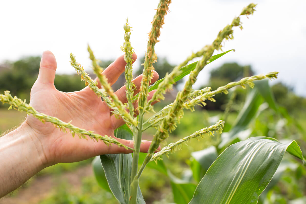 Corn blowing on a field