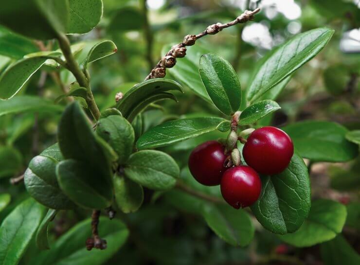 Cranberries growing in the garden