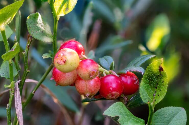 Cranberries growing in the ground