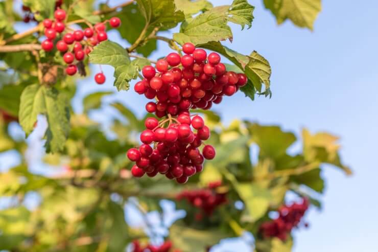 Cranberries growing in the sun