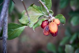 Dealing with Cranberry Pests