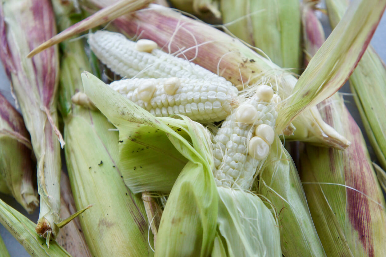 Ears of Corn with Poor Kernel Production