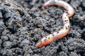 3 Invasive Worm Species That Threaten Your Garden