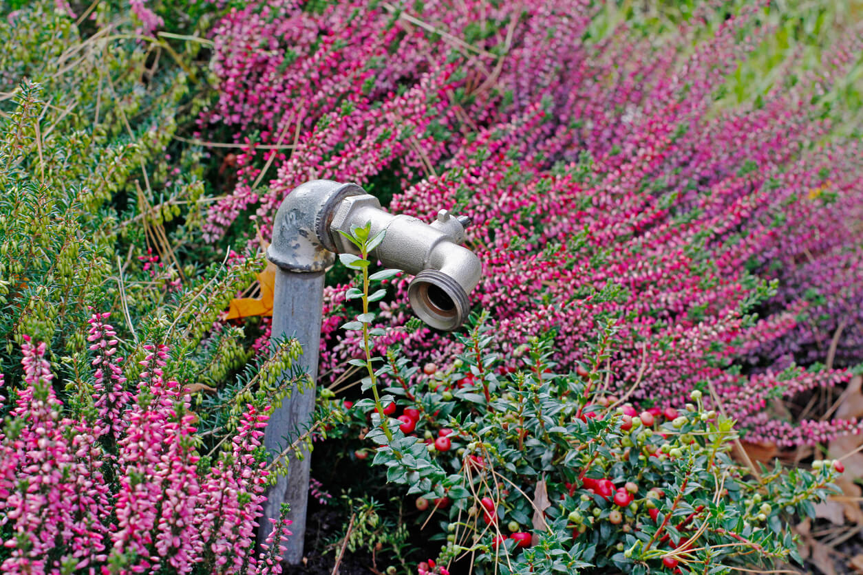 Faucet for watering cranberry and heather
