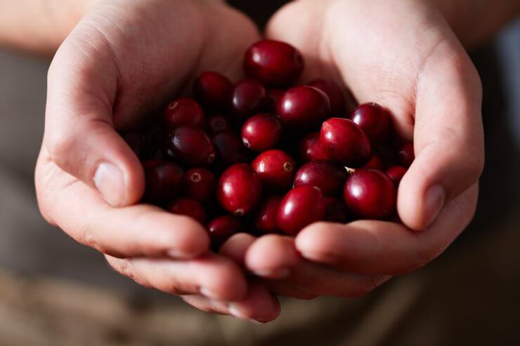 Gardener holding handful of freshly picked cranberries