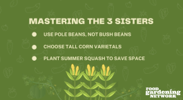 The Three Sisters of Companion Planting