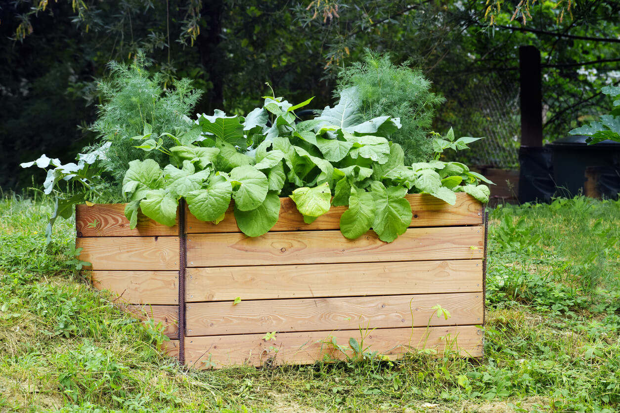 raised wooden bed with vegetable plants built on a slope