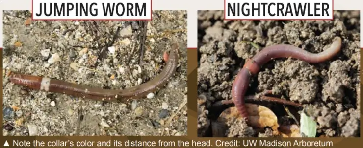 earthworm vs jumping worm