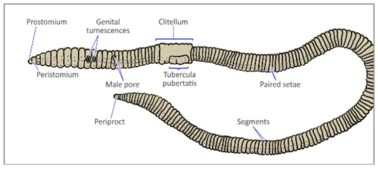 earth worm anatomy