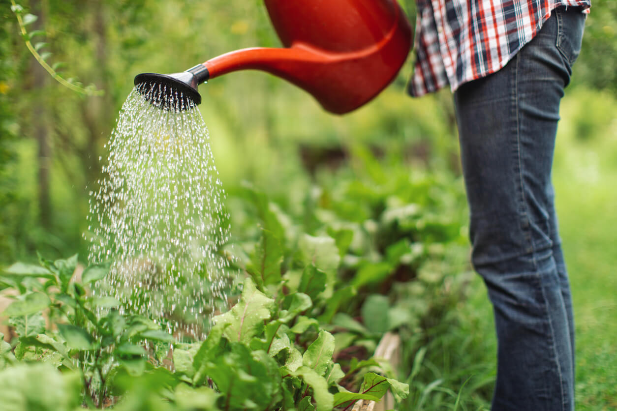 Taking care of plants in garden at summer