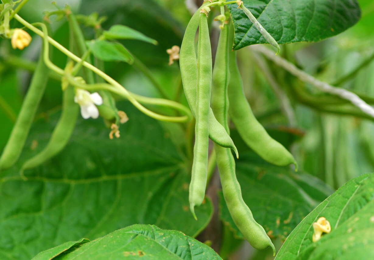 Green Beans Companion Plants