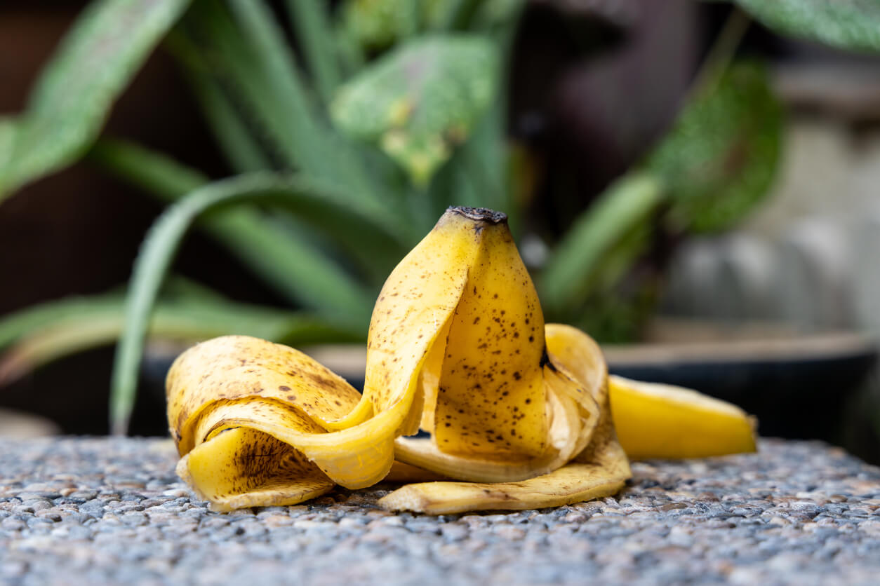 Banana peel against lush healthy plants in gardening background.