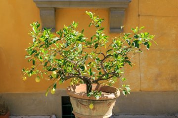 6 Causes of Citrus Leaf Drop and How to Cure It