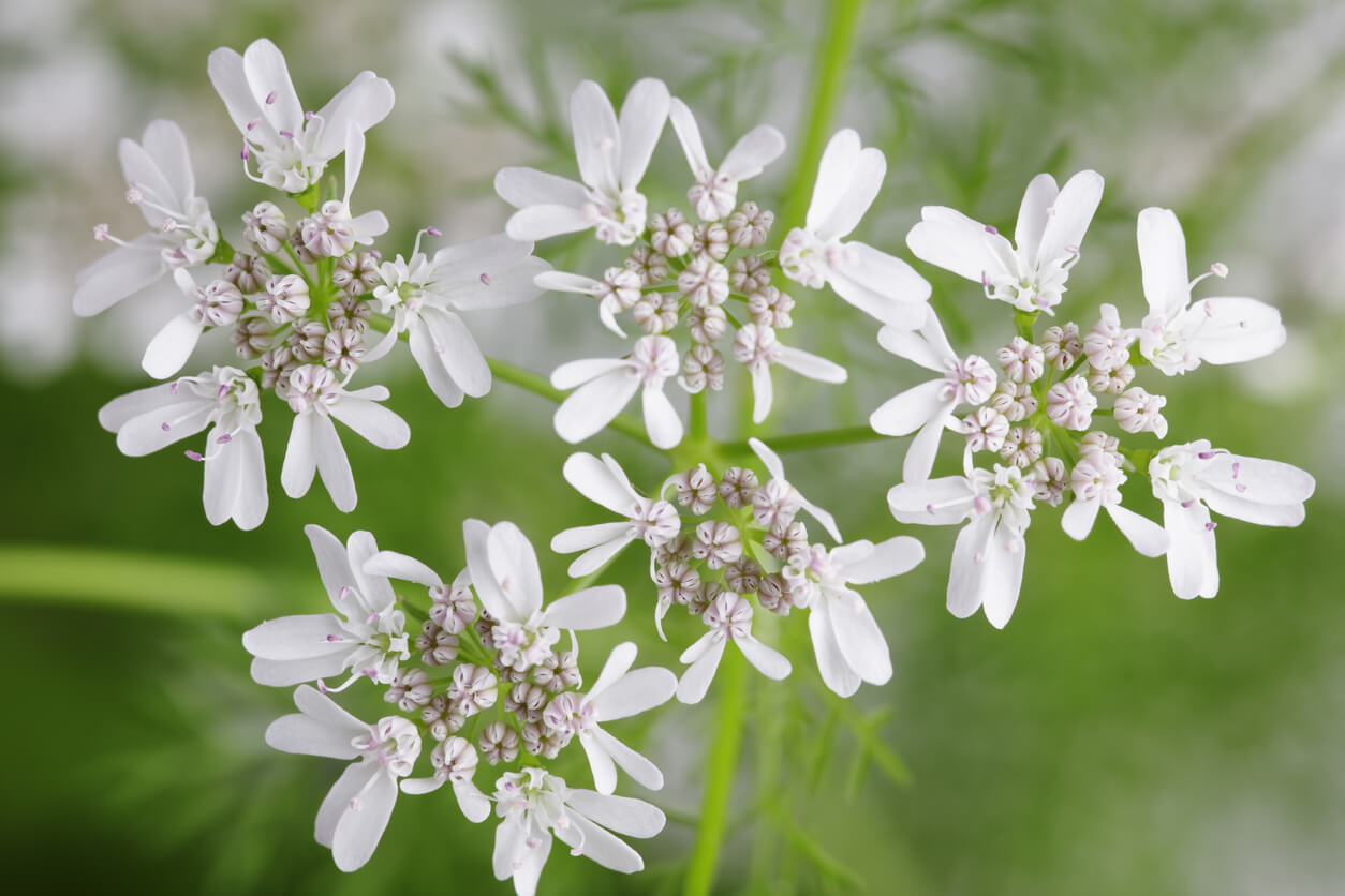 Flowering Cilantro, Coriander, Coriandrum sativum