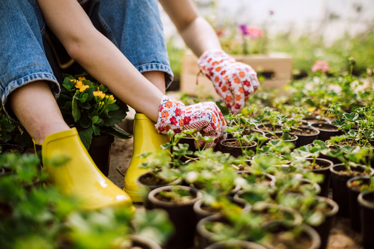 Horticulture In Practice