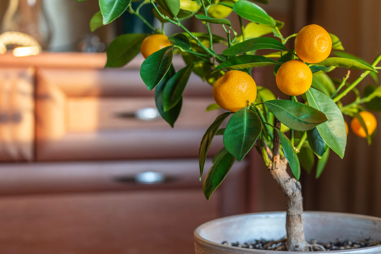 Houseplant Tangerine tree with small ripe orange fruits in a pot isolated on white background. Bonsai