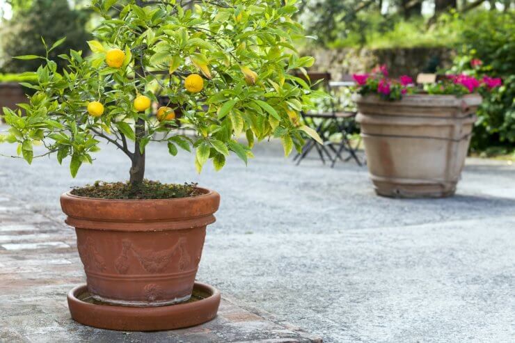 Orange Tree in Pot, Terracota Vase With Flowers, Tuscany, Italy
