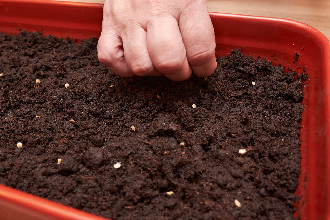 Seeds of plants and flowers in a plastic box container for seedlings with woman's hand. Seeds prepared for planting in the ground. Seeds of tomato and pepper close up. plant growing