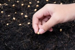 5 Tips for Surface Sowing Seeds