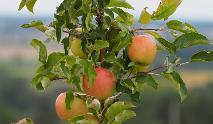 fruit tree companion plants