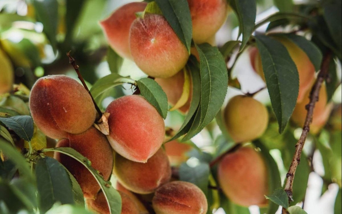 A Simple Guide to Fruit Tree Companion Plants Food Gardening Network