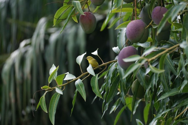 fruit tree companion plants