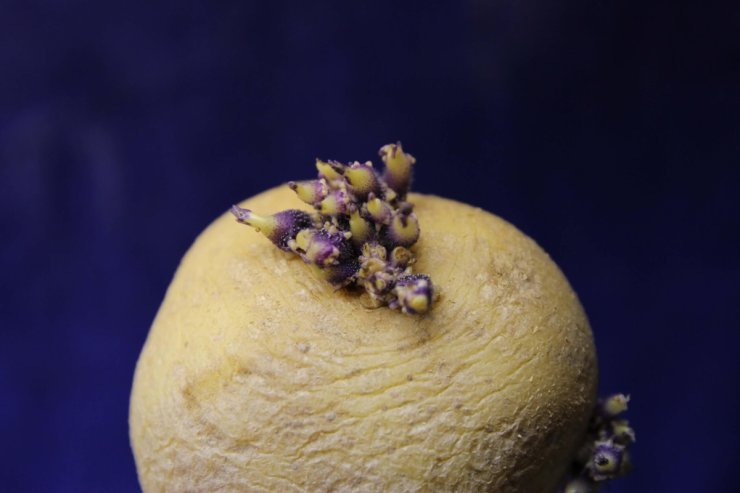 potatoes turning green