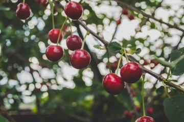 A Simple Guide to Fruit Tree Companion Plants