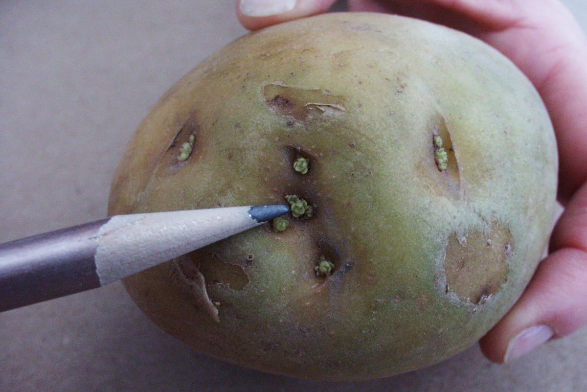 Potatoes Turning Green? How to Stop Your Tubers From Spoiling Food Gardening Network