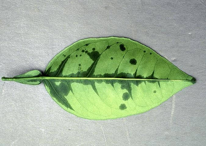 citrus leaf drop