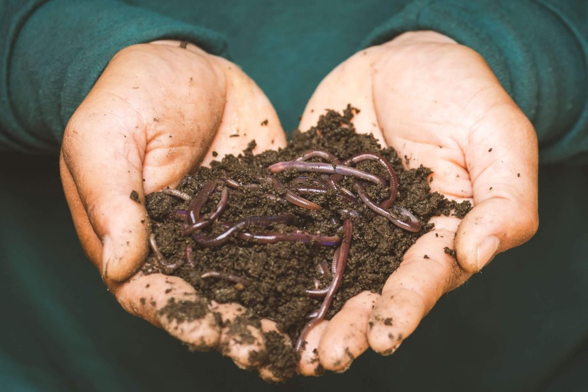 should I add worms to my garden