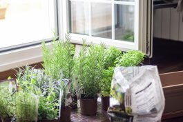7 Tips for Micro-Gardening Indoors