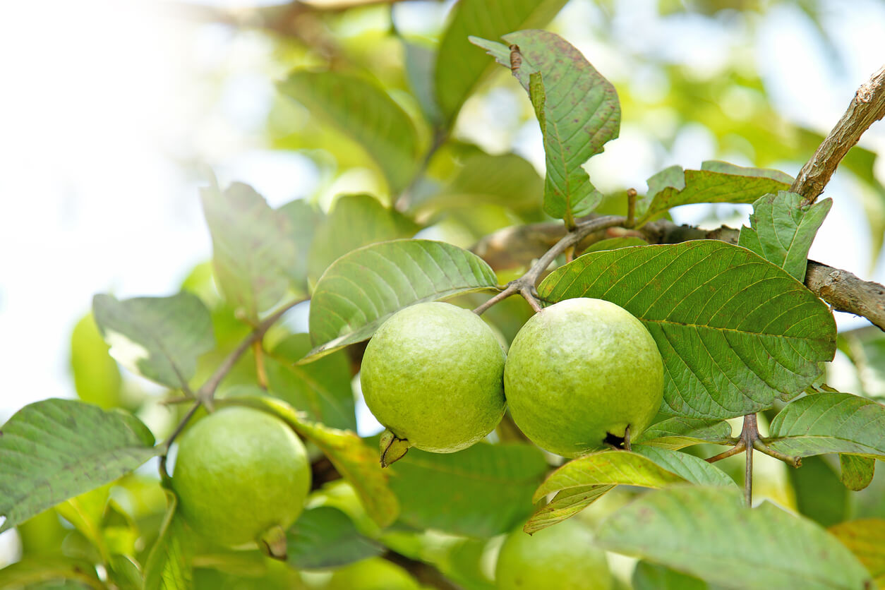 Bunch of guava fruits in a tree with sunshine
